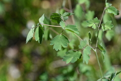 Thalictrum occidentale