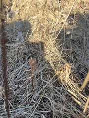 Sericocarpus rigidus