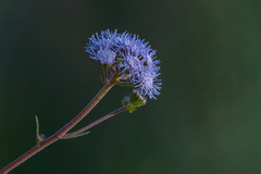 Ageratum corymbosum