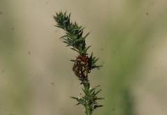 Acmaeodera disjuncta