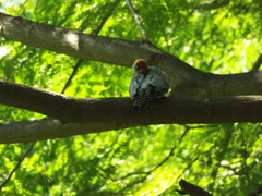 Melanerpes chrysogenys