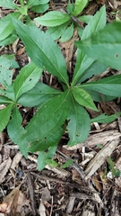 Solidago arguta