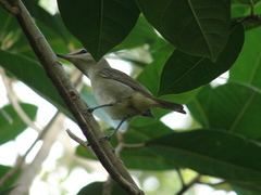 Vireo magister