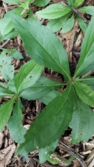Solidago arguta
