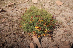 Erythrostemon angulatus