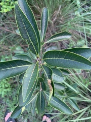 Chionanthus virginicus