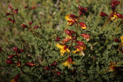 Erythrostemon angulatus