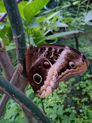 Caligo