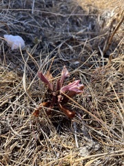 Aphyllon californicum