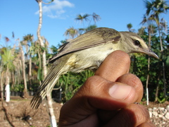 Vireo magister
