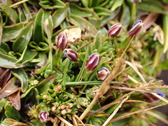 Gentiana sedifolia