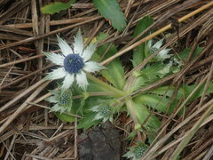 Eryngium