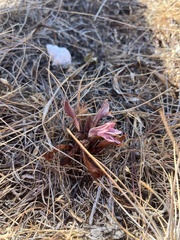 Aphyllon californicum