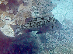 Plectorhinchus chaetodonoides