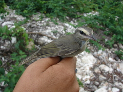 Vireo magister