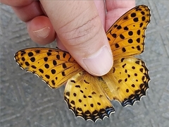 Argynnis hyperbius hyperbius