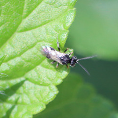 Cheloninae
