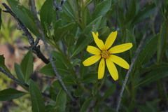 Flourensia thurifera