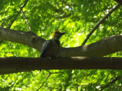 Melanerpes chrysogenys