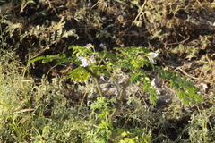 Solanum citrullifolium