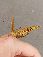 Argynnis hyperbius hyperbius