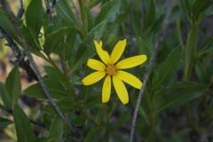 Flourensia thurifera