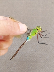 Anax parthenope julius