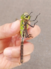 Anax parthenope julius