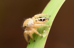 Phidippus texanus