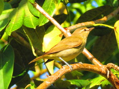 Vireo magister