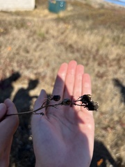 Camassia leichtlinii
