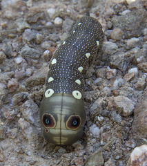 Xylophanes falco