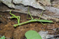Phasmomantis sumichrasti