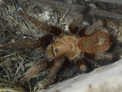 Aphonopelma anax