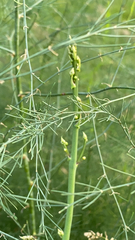 Asparagus officinalis