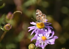 Phyciodes picta