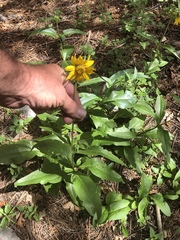 Helianthella