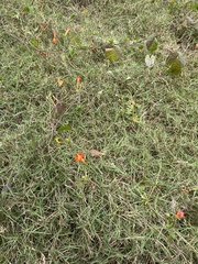 Ipomoea coccinea