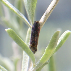 Homalodisca liturata
