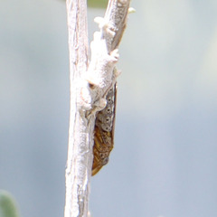 Homalodisca liturata