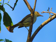 Vireo magister
