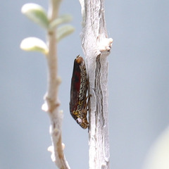 Homalodisca liturata