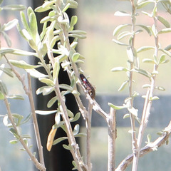 Homalodisca liturata
