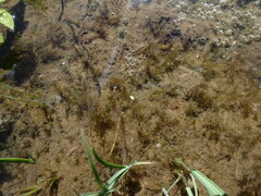 Sarmentypnum exannulatum exannulatus