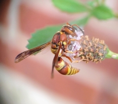 Euodynerus pratensis