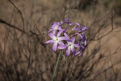 Leucocoryne ixioides