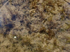 Sarmentypnum exannulatum exannulatus