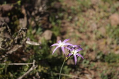 Leucocoryne ixioides