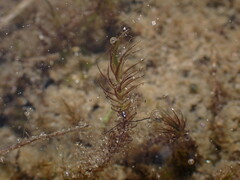 Sarmentypnum exannulatum exannulatus