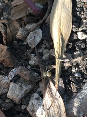 Pardosa mercurialis